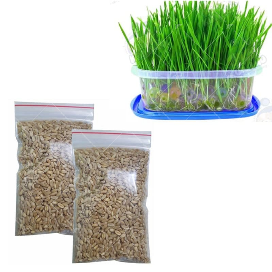 Hạt giống được bảo quản bằng tu zip viền đỏ